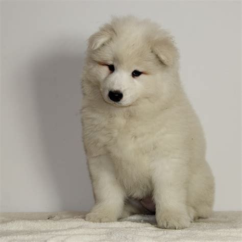 萨摩耶纯种幼犬萨摩耶犬活体微笑天使可爱型中型犬雪橇犬宠物狗喵