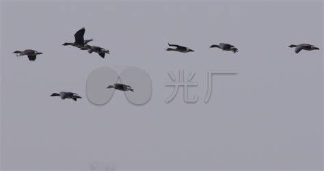 春天两只大雁在天空中飞翔高清图片下载-正版图片504324577-摄图网