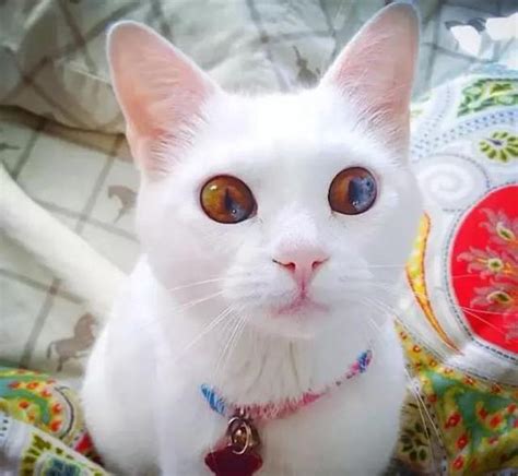 全球最美的29只猫咪 一生极难一见_手机新浪网