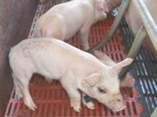 母猪流产的背后原凶-北京康牧兽医药械有限公司