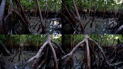 红树林的根在水下—高清视频下载、购买_视觉中国视频素材中心