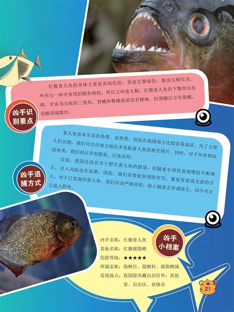 红腹食人鱼的身体颜色,我国还没有关于野生食人鱼的报道