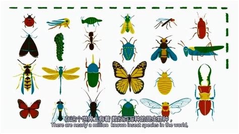 昆虫的种类 昆虫简介_知秀网
