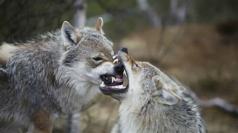 狼是什么样的动物（狼群的团队精神） - 胖萌舍宠物网