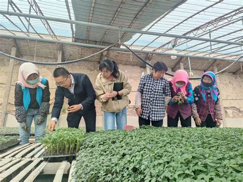 武威市人民政府 科技特派员在行动 5月5号，市农科院科技特派员菌菜产业服务小分队到中坝镇开展设施蔬菜技术服务