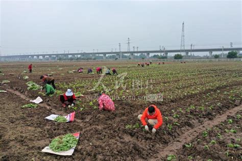 四川眉山：大雪节气忙农事-人民图片网