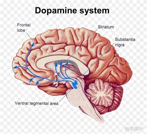 怎样增加大脑多巴胺分泌？ - 知乎