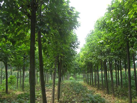 苗木养护标准，有什么技术要求-栽培养护-资讯-农林网-农林产品信息交流平台