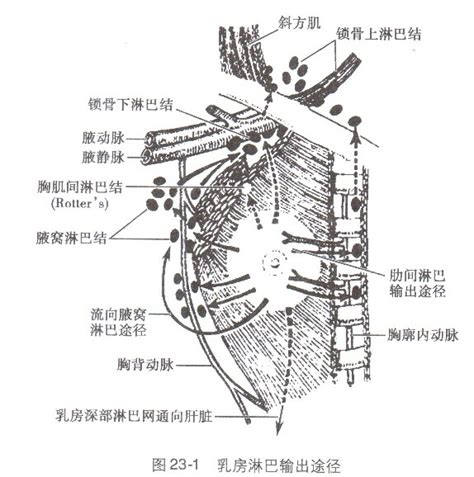 乳房图图片