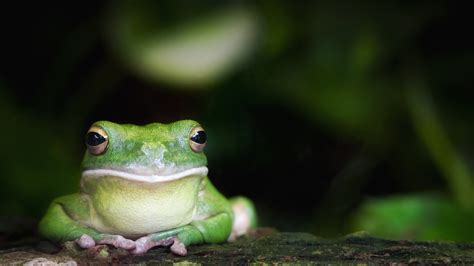 关于青蛙的趣味小知识