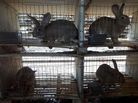 产地比利时兔 山东肉兔养殖场供应新西兰种兔 伊拉肉兔-阿里巴巴