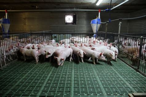 17日 发改委发布三级预警，收储即将开始？对猪价有何影响？农业资讯-农信网