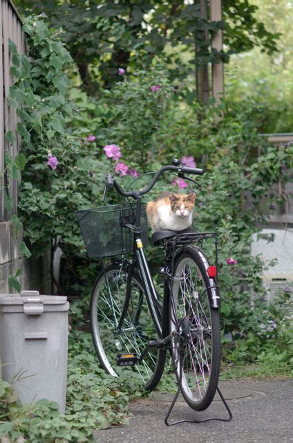 自転車猫 by ミルちょ （ID：12050668） - 写真共有サイト:PHOTOHITO