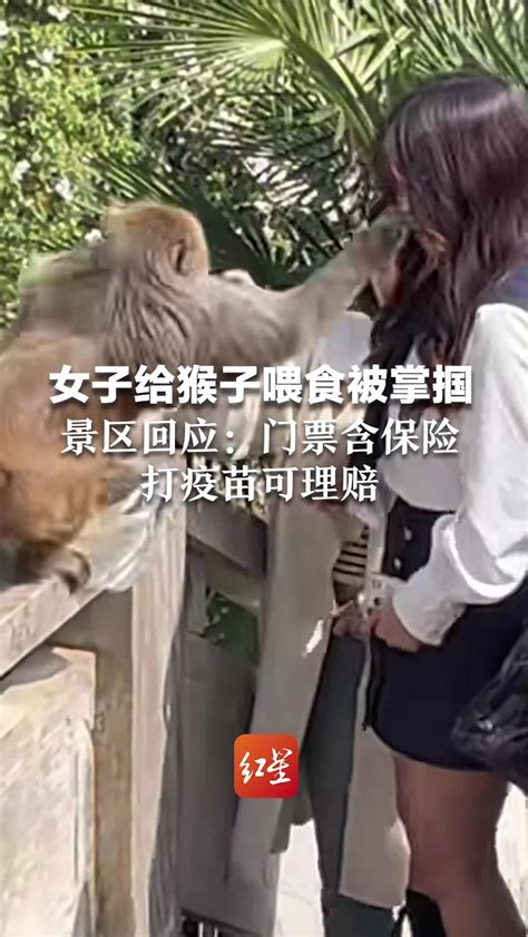女子给猴子喂食被掌掴，景区回应：门票含保险，打疫苗可理赔_凤凰网视频_凤凰网