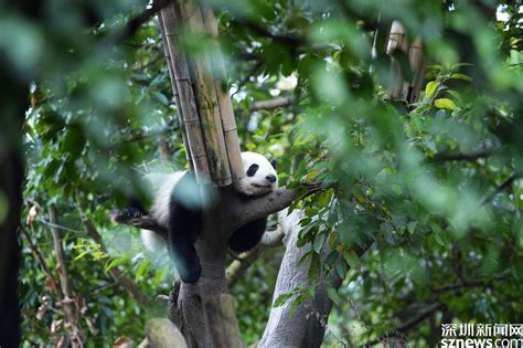 四川卧龙诞生全球圈养大熊猫最重幼仔_时图_图片频道_云南网