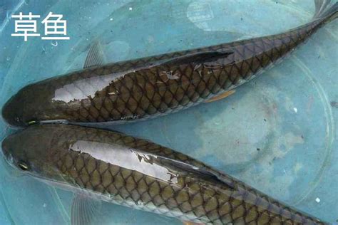 中国十大最贵淡水鱼排名 - 惠农网