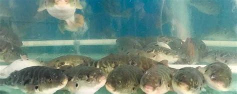 人工养殖的河豚鱼有毒吗,有毒成分主要存在哪个部位 - 农村网