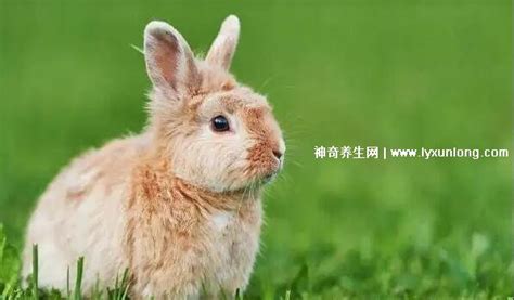 十兔九苦最命苦的兔几月出生，农历1/4/10月出生最苦命 — 神奇养生网