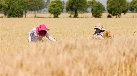 连续3天超过1000万亩 “三夏”大规模小麦机收全面展开
