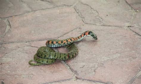 蛇的两条尾巴在里面,蛇的尾巴进入了我的,御花园里来_大山谷图库