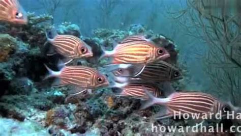 实拍，海底珍贵生物视频：多种多样的海洋动物_腾讯视频