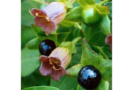 世界十大有剧毒的植物 夹竹桃上榜，念珠豌豆最毒-养花技巧-长景园林网