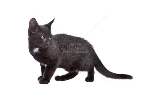 黑色小猫jpg图片免费下载_编号19lhw95o1_图精灵