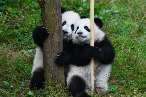 重庆两对熊猫双胞胎正式命名 - 陕工网