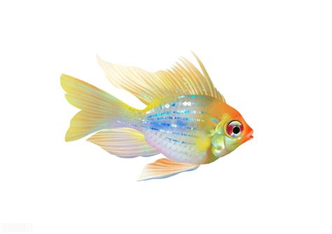 幼儿园小班科学：海洋鱼类PPT课件