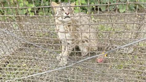 凯里三棵树村民路边捡了一只猫，没想到……竟然是国家保护动物 - 黔东南县市新闻-凯里 - 黔东南信息港