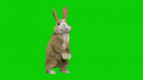草原上的兔子—高清视频下载、购买_视觉中国视频素材中心
