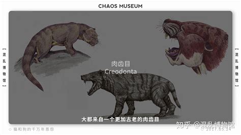 这种中国本土猫科动物，全世界动物园只剩50只| 果壳 科技有意思