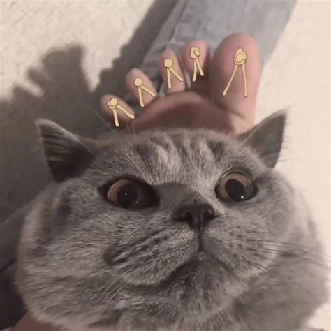 非主流猫情侣头像