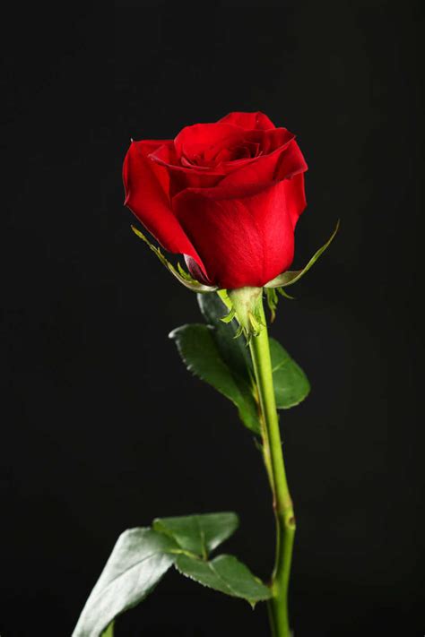 七夕情人节玫瑰花束高清图片下载-正版图片500600000-摄图网