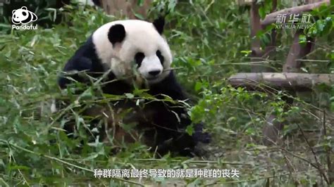 视频可爱的大熊猫吃胡萝卜国宝 视频素材,其它视频素材下载,高清2560X1440视频素材下载,凌点视频素材网,编号:470131