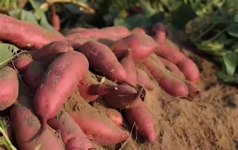 红薯生长的四个阶段是什么？ - 农业种植网