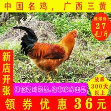 灵山那垌：发展生态土鸡养殖 壮大村级集体经济-广西新闻网