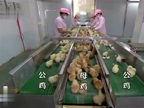 江苏小型自动化养鸡设备明细「西平牧丰农牧设备供应」 - 水专家B2B