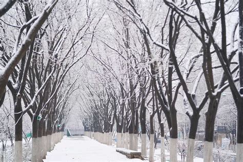 一觉醒来，北京又下雪了！新鲜雪景图已“到货”-千龙网·中国首都网