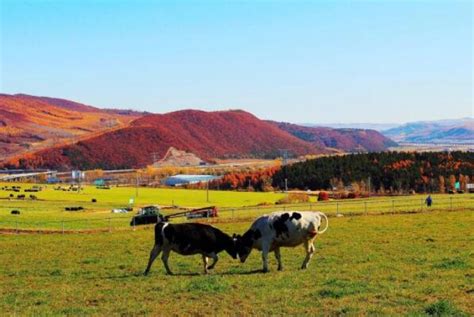 中国十大最美牧场，天山牧场上榜，第一是南方仅有的高山牧场_排行榜123网