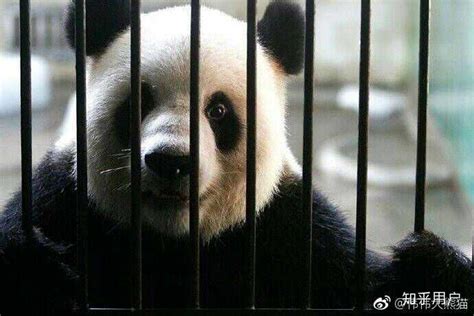 旅美大熊猫瘦骨嶙峋？中国动物园协会回应_手机新浪网