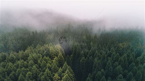 迷雾森林高清图片下载-正版图片500706224-摄图网