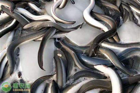 沙鳗干整条油鳗鲞七星鳗鱼干宁波舟山特产咸海鱼淡晒水产海鲜干货-淘宝网