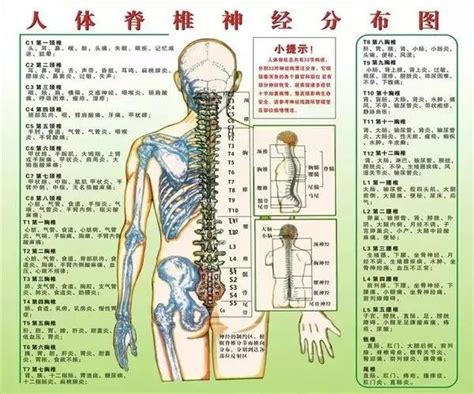 人体常见疾病与脊柱错位关系|肖氏刃针手法治疗脊柱相关疾病，“解放”被压迫的神经，激活人体自愈能力 - 微医（挂号网）