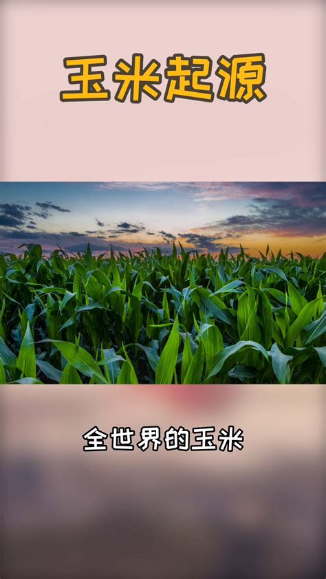 手绘朴素农民刨玉米玉米地五谷杂粮插画图片_其 他_编号10467769_红动中国
