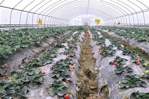 草莓基地【采摘 基地 园】-重庆普迪农业发展有限公司