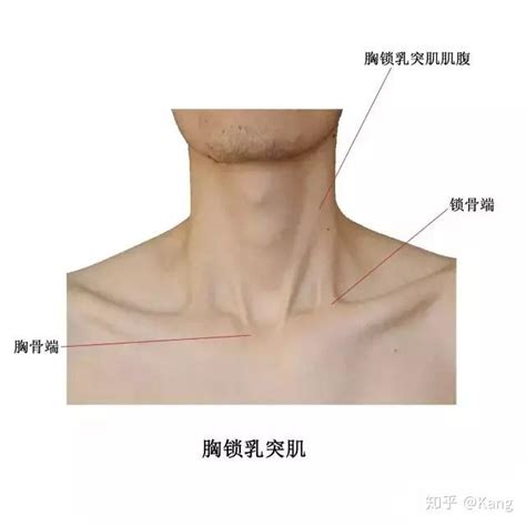 实用人体体表解剖：头颈部（高清大图版） - 知乎