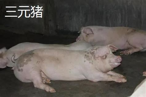 公猪和母猪如何配 —【发财农业网】