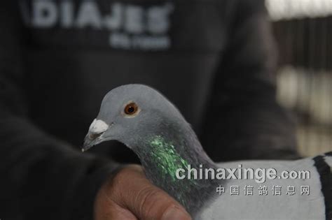 被捉的赛鸽 -作家专栏 - 中国信鸽竞翔网