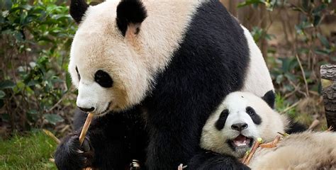 熊猫叫,大熊猫叫声,熊猫叫声音频_大山谷图库